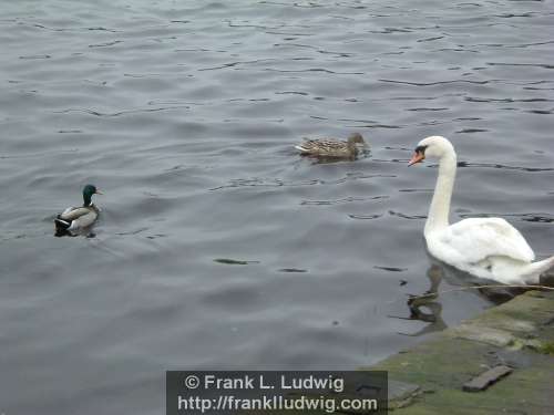 Swans